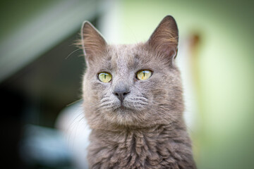gato cinza, só a cabeça e pescoço olhando para frente