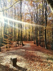 Ścieżka w lesie jesienią