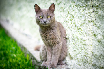 gato cinza macho no muro do quintal