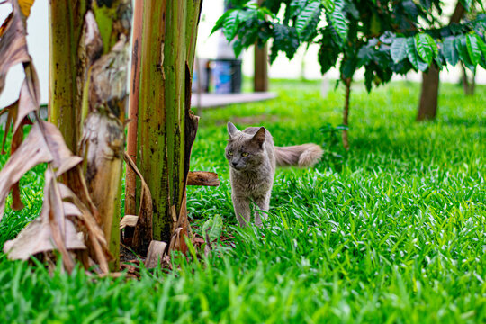 gato cinza passeando no jardim gramado