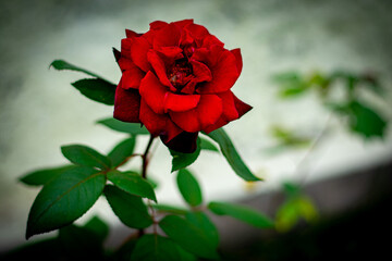 rosa vermelha em jardim residencial