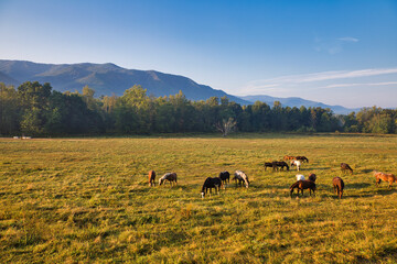 Cades Cove, The Great Smoky Mountains.