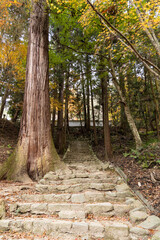 EOSRP.広島佛通寺、石段を荒らす木。