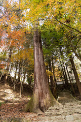 EOSRP.広島佛通寺、紅葉不足。