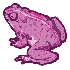 blue grey toad with body warts