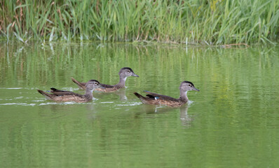 Three Juvenile wood ducks (Aix sponsa) on a pond with grass background