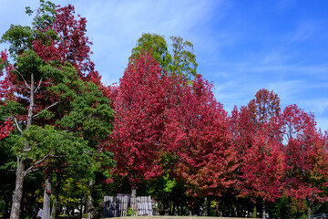 紅葉