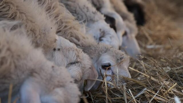 Sheep in a row, eat hay in the farm fence