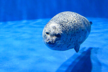 ゴマアザラシ © 幸恵 山岸