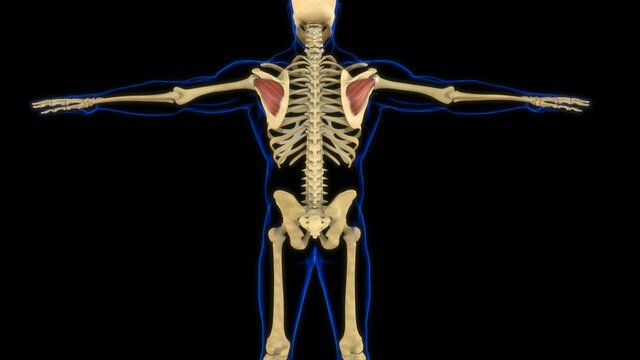 Infraspinatus Muscle Anatomy For Medical Concept 3D Animation