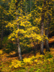Dreamy yellow fall colored trees in forest, vertical image. 