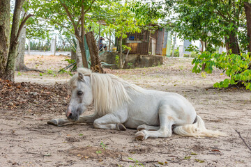 Cavalo branco deitado descansa em paz