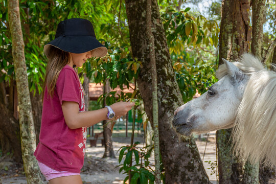 Menina jovem cuida de cavalo branco manso