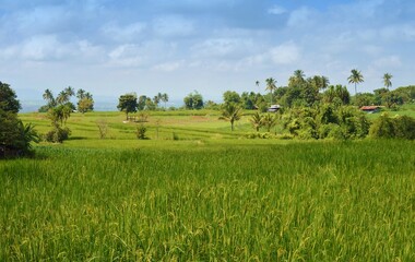 rice field in the country 