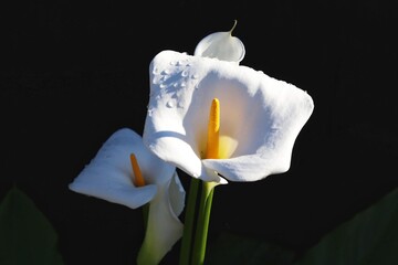 Natural white Calla Liliy Flower