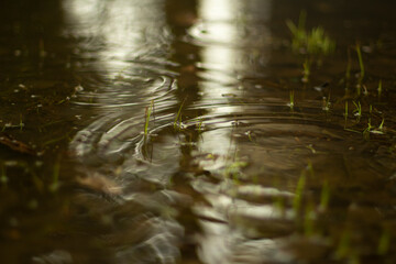 Puddle in spring. Circles on the water. The surface of the water after the rain.