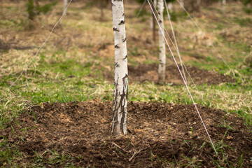 Birch planted in the ground. The forest is planted in Russia. Planting seedlings in the park.