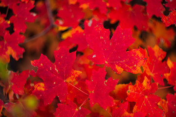 Vibrant red maple leaves on branch in forest