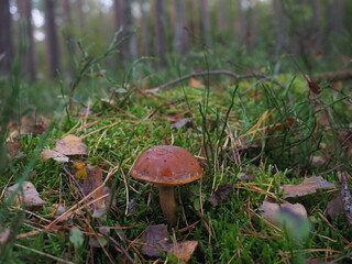 An edible brown mushroom (Bay Bolete or Pogrzybki) in a pine forest	
