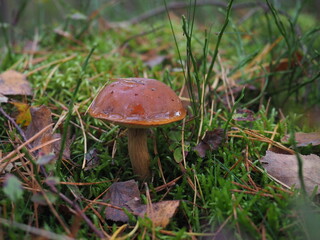 An edible brown mushroom (Bay Bolete or Pogrzybki) in a pine forest	
