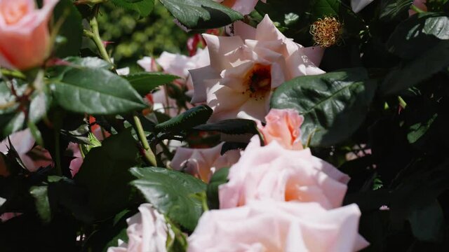 bee hovering  over a pink flowers with bee hovering 