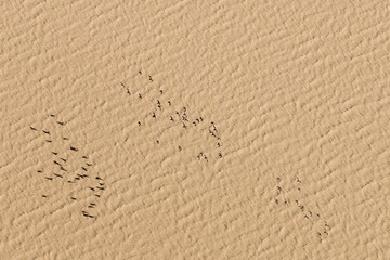 Birds flying over Kati Thanda Lake Eyre, South Australia, Australia