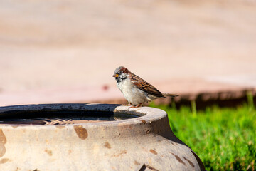 One sparrow sitting on the edge of an old water fountain after taking a bath