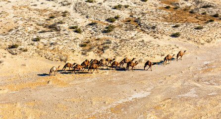 Wild Camels in Australian Outback

