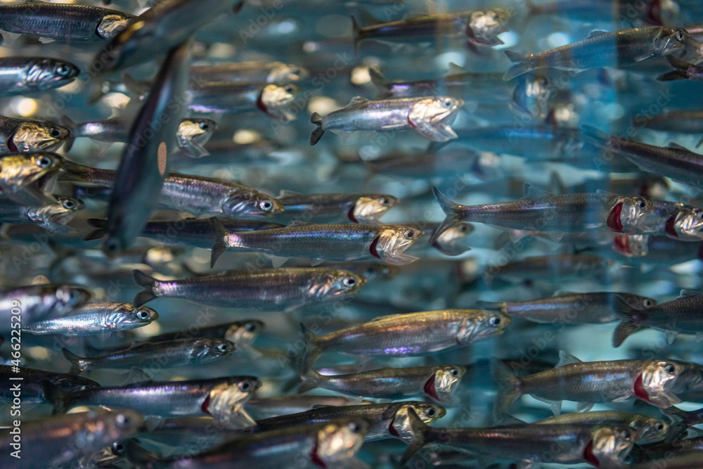 Wall mural Sardines in the water