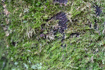 Naklejka na ściany i meble Green moss growing in the trunk of a tree