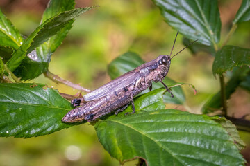 Olive-green Swamp Grasshopper (Paroxya clavuligera) resting on a leaf. Raleigh, North Carolina.