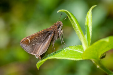 A Clouded Skipper (Lerema accius) rests delicately upon a leaf. Raleigh, North Carolina.
