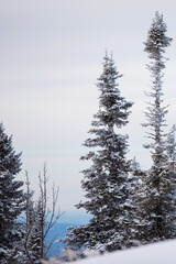 Winter natural snowy forest landscape.