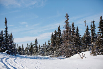 Winter natural snowy forest landscape.