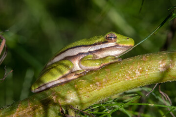A chill little Green Tree Frog (Hyla cinerea) hangs out on a stem. Raleigh, North Carolina.