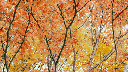 【自然】紅葉した秋の森林　アウトドア