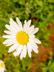 white daisy flower
