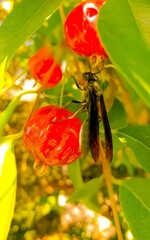 dragonfly on a flower