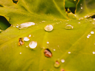 water drops on leaf