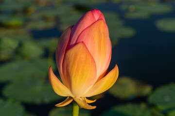 yellow lotus flower