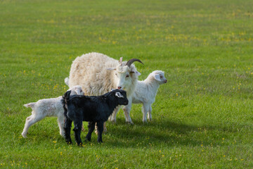 Fototapeta premium Goat with kids in the meadow