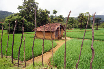 Fototapeta na wymiar A small traditional hut in a paddy filed of Goa, India. 