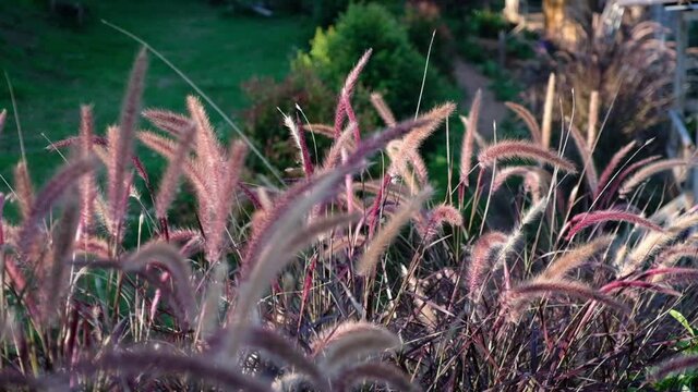 Slow motion of Desho grass or grass flowers blowing in the wind