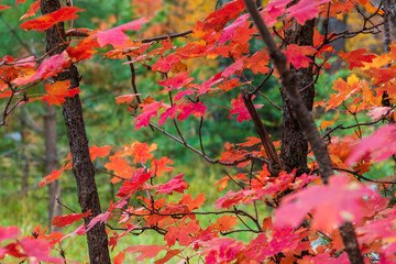 Vine maple leaves at peak fall color on Mt. Lemmon, Tucson Arizona
