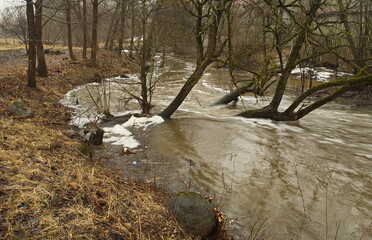 Growing trees are located in the flooded river in spring.