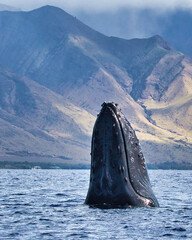 Ultra close-up of a humpback whale spy-hopping. © manuel