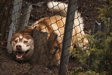 Husky dog tries to break out of the yard. Dig a hole under the wire fence and put out his head. - obrazy, fototapety, plakaty