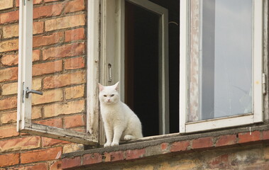 Obraz premium White cat sitting on a window sill, Latvia