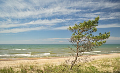 Fototapeta na wymiar Pine in beach in sunny spring day, Uzava, Latvia