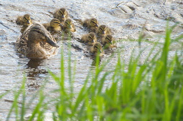 Duck mother with babies swimming in water.